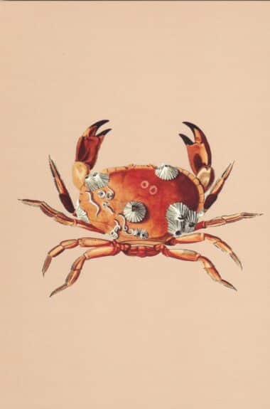 Crab with Barnacles Postcard