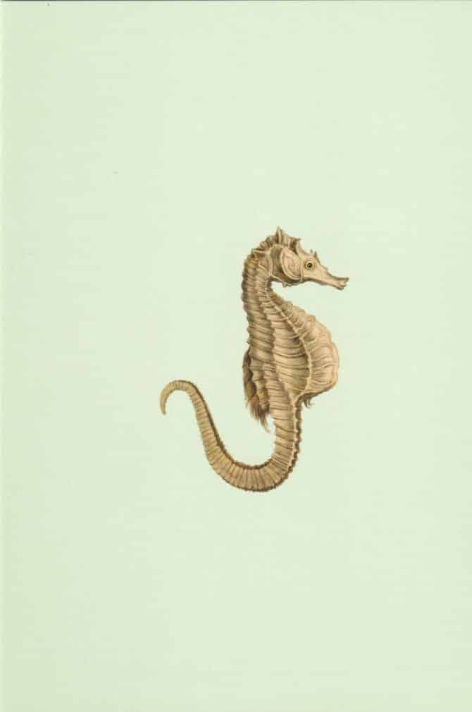 Seahorse Postcard
