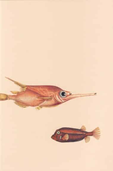 Two Fish Postcard