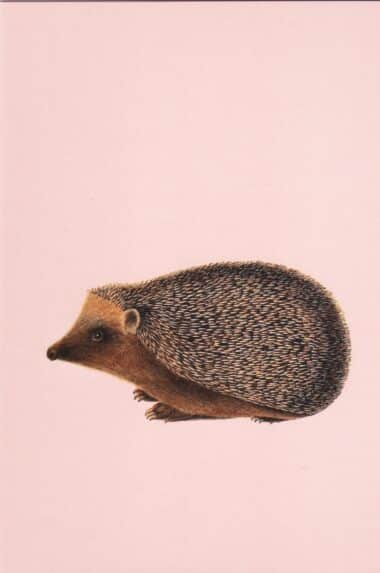 Hedgehog Postcard