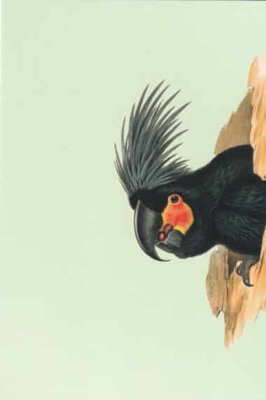 Black Palm Cockatoo Postcard