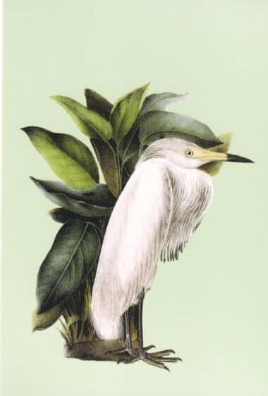 White Bird Postcard