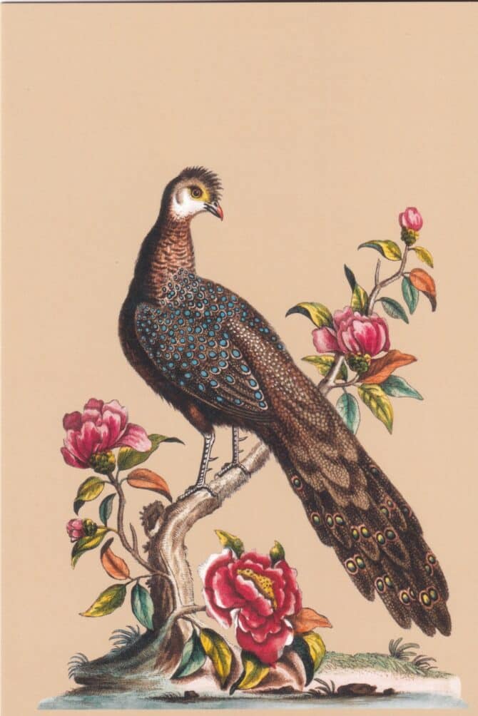 Peacock Postcard