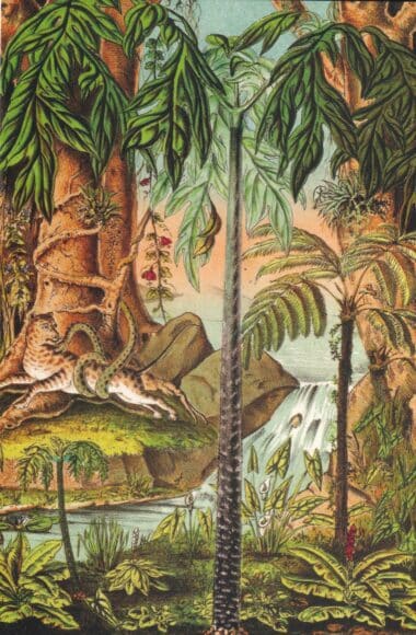 Rainforest Postcard