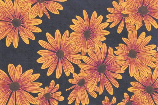 Cape Marguerite Daisies Constellation & Co. Illustrated Postcard Front