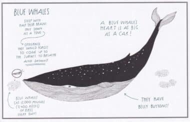 Blue Whale Amazing Animal Facts Coloring Postcard