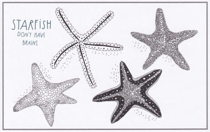 Starfish Amazing Animal Facts Coloring Postcard