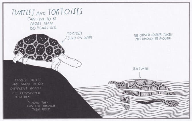 Tortoises and Turtles Amazing Animal Facts Coloring Postcard