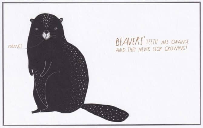 Beaver Amazing Animal Facts Coloring Postcard