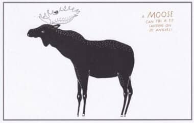 Moose Amazing Animal Facts Coloring Postcard