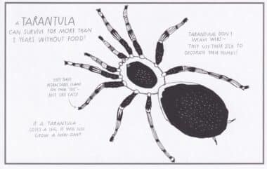 Tarantulas Amazing Animal Facts Coloring Postcard