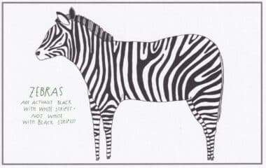 Zebras Amazing Animal Facts Coloring Postcard