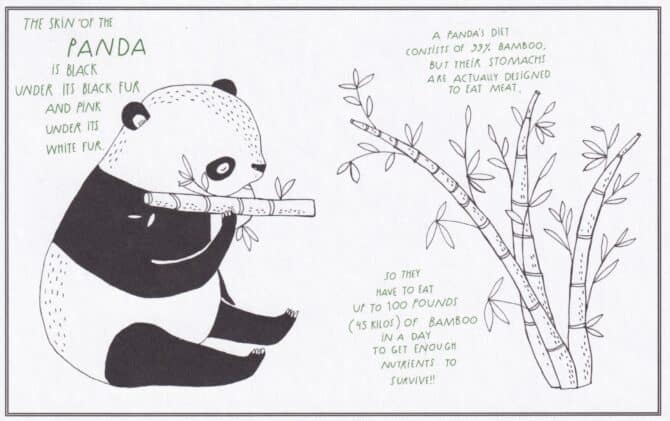 Pandas Amazing Animal Facts Coloring Postcard