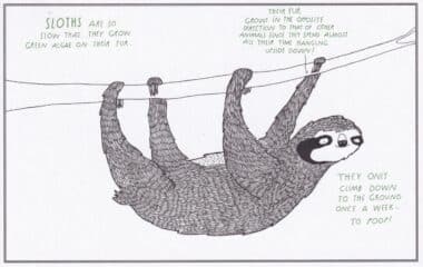 Sloths Amazing Animal Facts Coloring Postcard