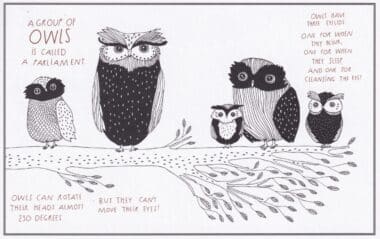 Owls Amazing Animal Facts Coloring Postcard