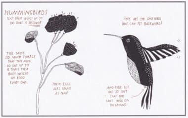 Hummingbirds Amazing Animal Facts Coloring Postcard