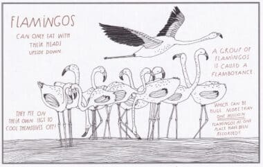 Flamingos Amazing Animal Facts Coloring Postcard