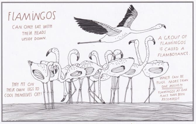 Flamingos Amazing Animal Facts Coloring Postcard
