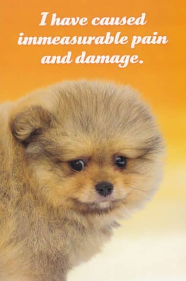 Immeasurable Pain & Damage Social Justice Puppy Postcard by Sean Tejaratchi