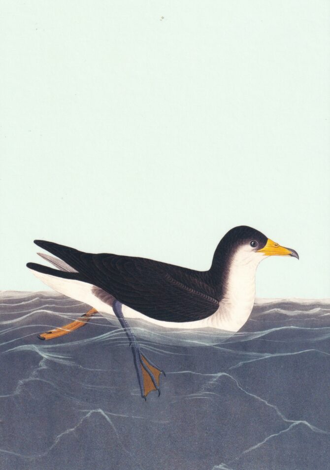 All At Sea Seagull Postcard