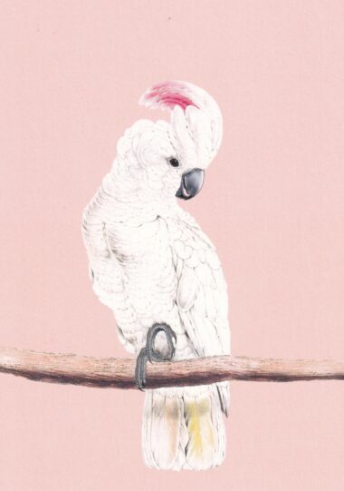 Cockatoo Postcard