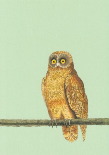 Mellow Owl Postcard