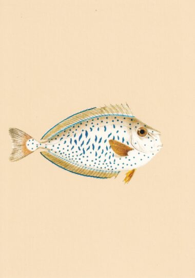 Wet Look Fish Postcard