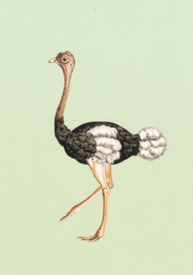 Sherlock Ostrich Postcard