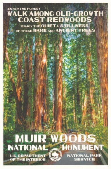 Muir Woods National Monument Postcard