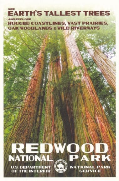 Redwood National Park Postcard