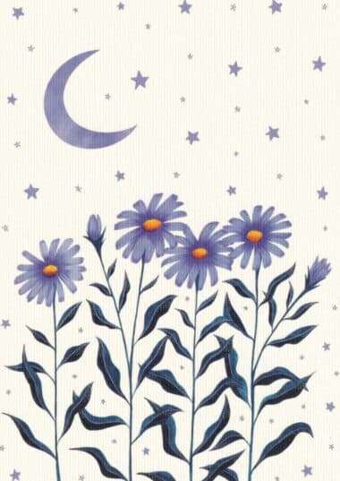 Moon Daisies Flower Postcard