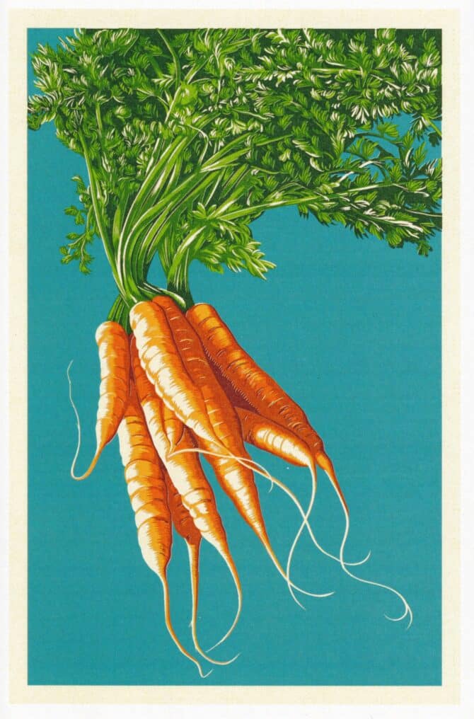 Carrots Vegetable Garden Postcard by Lantern Press