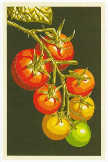 Tomatoes Vegetable Garden Postcard by Lantern Press