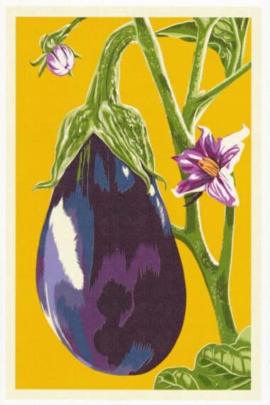 Eggplant Aubergine Vegetable Garden Postcard by Lantern Press
