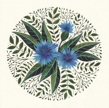 Bachelor Buttons Cornflower Square Floral Postcard