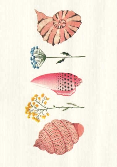 Pink and Orange Seashells and Flowers Postcard
