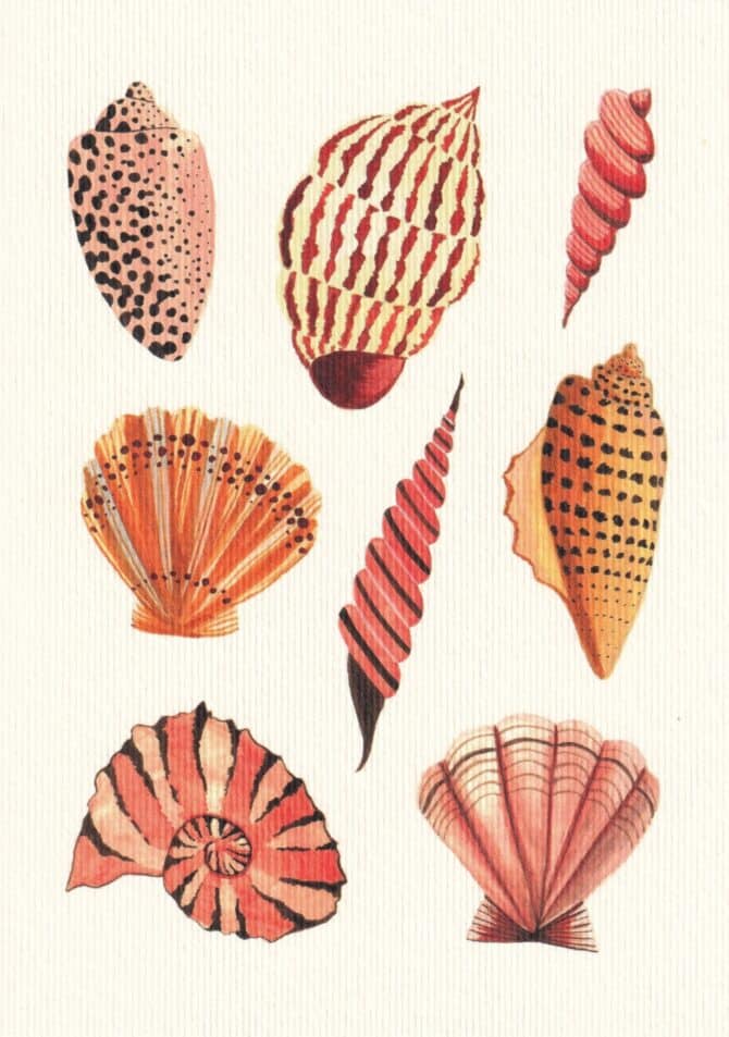 Orange Seashells Postcard